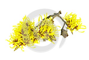 Hamamelis isolated photo