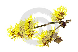 Hamamelis isolated photo