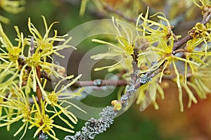 Hamamelis virginiana