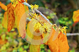 Hamamelis virginiana is blooming in fall photo