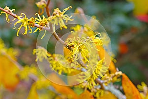 Hamamelis virginiana is blooming in fall