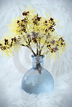 Hamamelis virginiana, Witch Hazel in a glass vase isolated on white