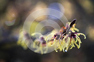 Hamamelis - Witch Hazel - Arboretum Kalmthout, the biggest and oldest collection of Europe