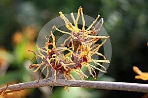 Hamamelis Witch Hazel flower March UK