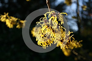 hamamelis or witch hazel flowering in early spring