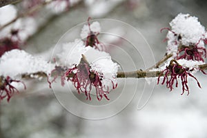 Hamamelis x intermedia `Birgit`