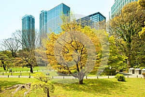 Hamarikyu Gardens and modern skyscrapers of Shiodome Area in Tokyo photo