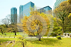 Hamarikyu Gardens and modern skyscrapers of Shiodome Area in Tokyo