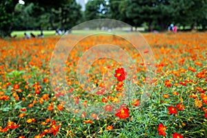 Hamarikyu Park in Tokio