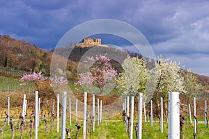 Hambacher castle during the almond blossom in spring