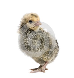 Hamburg chicken, in front of white background