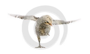 Hamburg chicken, in front of a white background