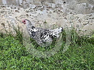 Hamburg chicken on the green grass