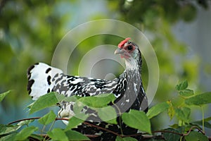 Hamburg chicken sitting among leaves in summer