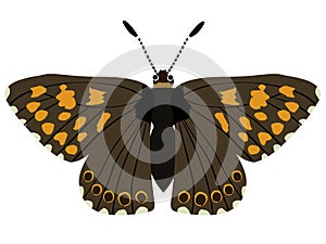 Hamearis lucina butterfly