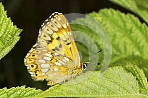 Hamearis lucina / The Duke of Burgundy butterfly