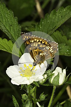 Hamearis lucina / The Duke of Burgundy butterfly