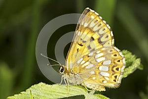 Hamearis lucina / The Duke of Burgundy butterfly