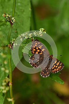 Hamearis lucina, the Duke of Burgundy, butterfly close-up