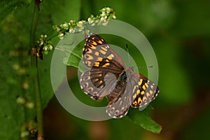 Hamearis lucina, the Duke of Burgundy, butterfly close-up