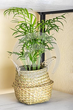 Hamedorea palm in wicker planter on shelf