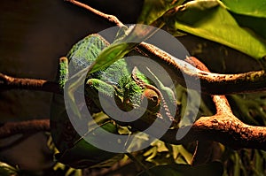 ÃÂ¡hameleon lizard on a tree branch