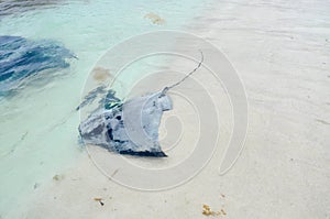 Hamelin Bay Eagle Ray