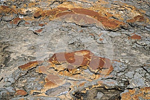 Hamelin Pool  most diverse and abundant examples of living marine stromatolites