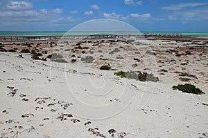 hamelin pool - shark bay - western australia