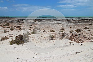 hamelin pool - shark bay - western australia