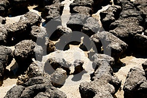 Hamelin Pool Stromatolites