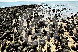 Hamelin Pool Stromatolites