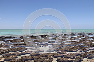 Hamelin Pool Stromatolites