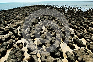 Hamelin Pool Stromatolites