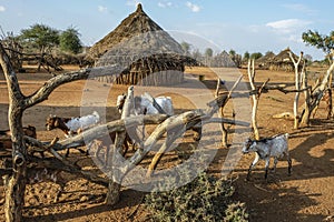 Hamer tribe in Turmi, Ethiopia