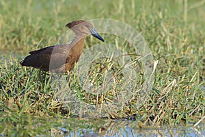 Hamerkop