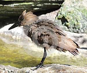 A Hamerkop