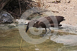 Hamerkop