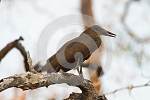 Hamerkop