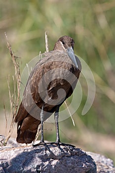 Hamerkop