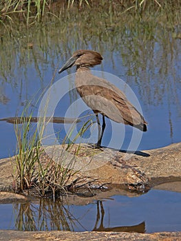 Hamerkop