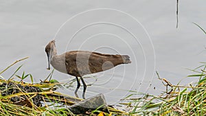 Hamerkop