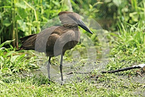 Hamerkop