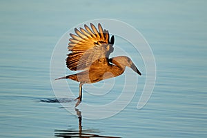 Hamerkop bird in flight over water