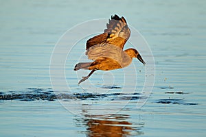 Hamerkop bird in flight over water