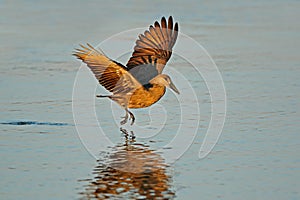 Hamerkop bird in flight over water