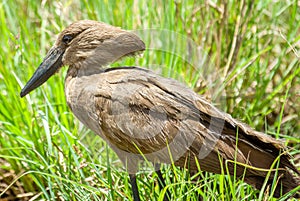 Hamerkop bird looking for prey in the long grass of the Masai Mara, Ken