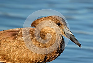 Hamerkop bird portrait - Kruger National Park