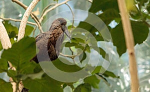 Hamerkop bird, Scopus umbretta