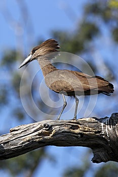 Hamerkop - Botswana